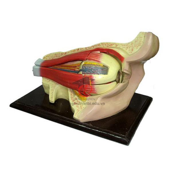 Mô hình Cấu tạo mắt người (CSSH2078)